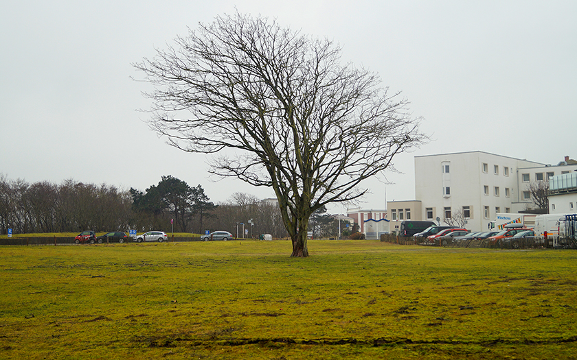 Ein Baum auf dem ehemaligen Grundstück