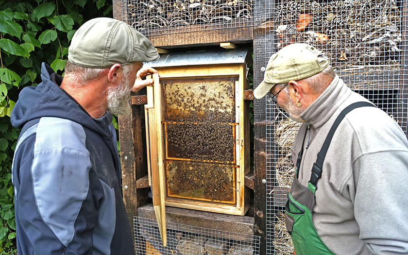 Bienen sind zurück im Insektenhotel