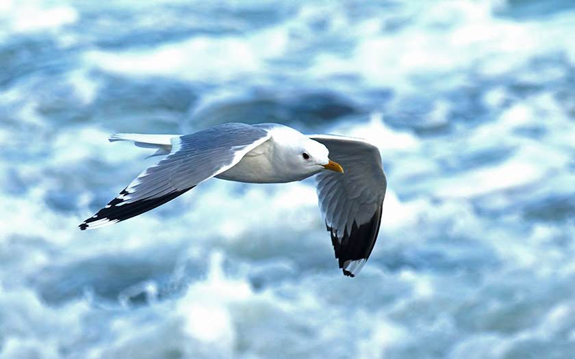 1. Zugvogeltage: Von Sturmmöwen bis Vogelschwärme