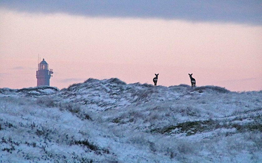 Jäger stellen Jagd ein und füttern zu