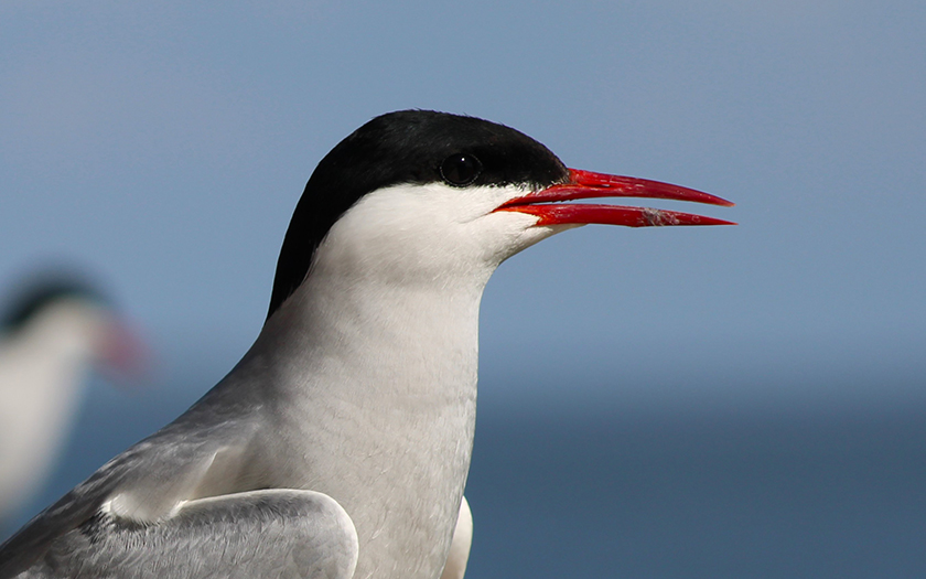 Die Küstenseeschwalbe ist Titelvogel der Zugvogeltage